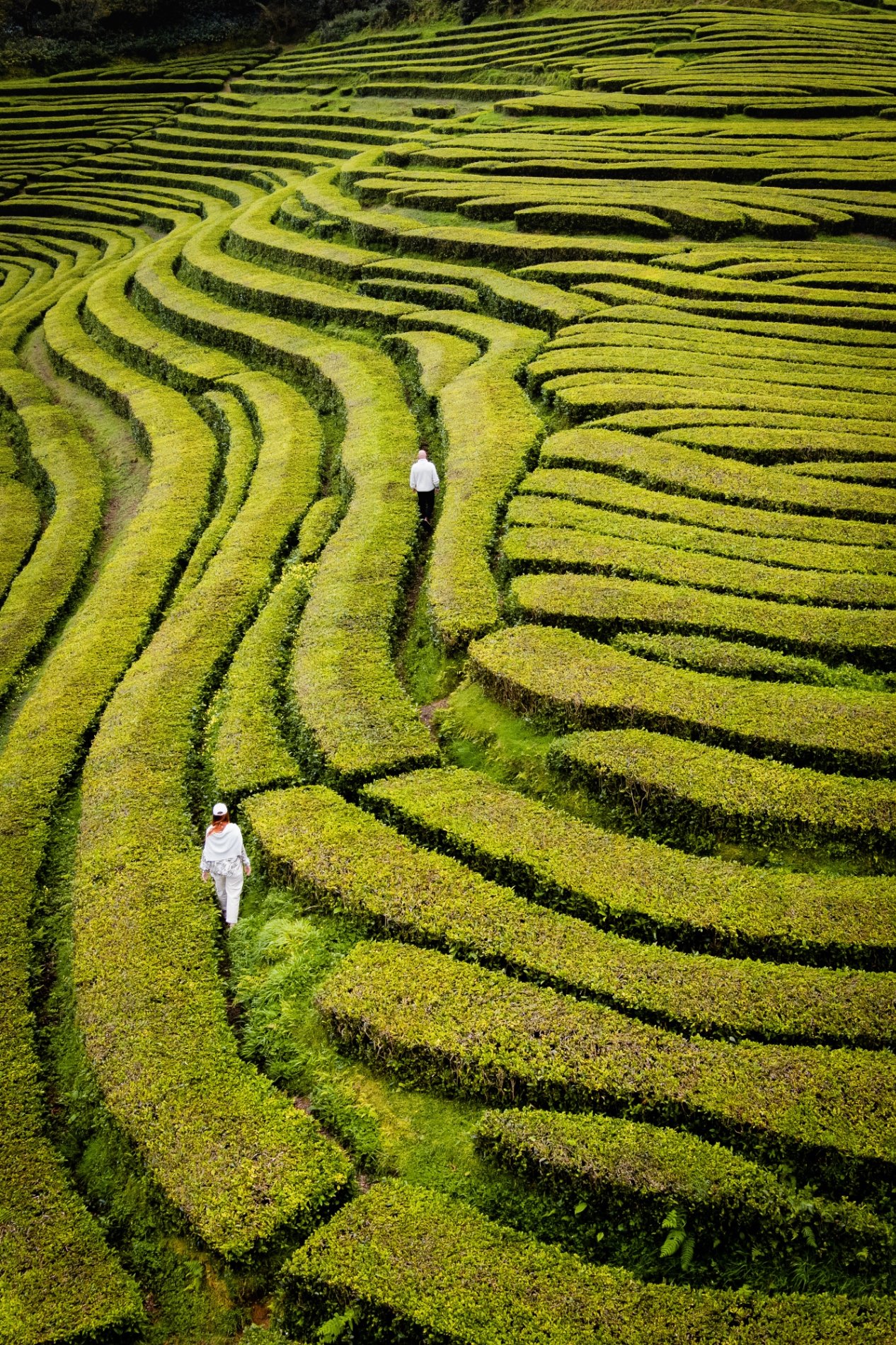 Experiência Fotográfica de 2 Horas nos Açores